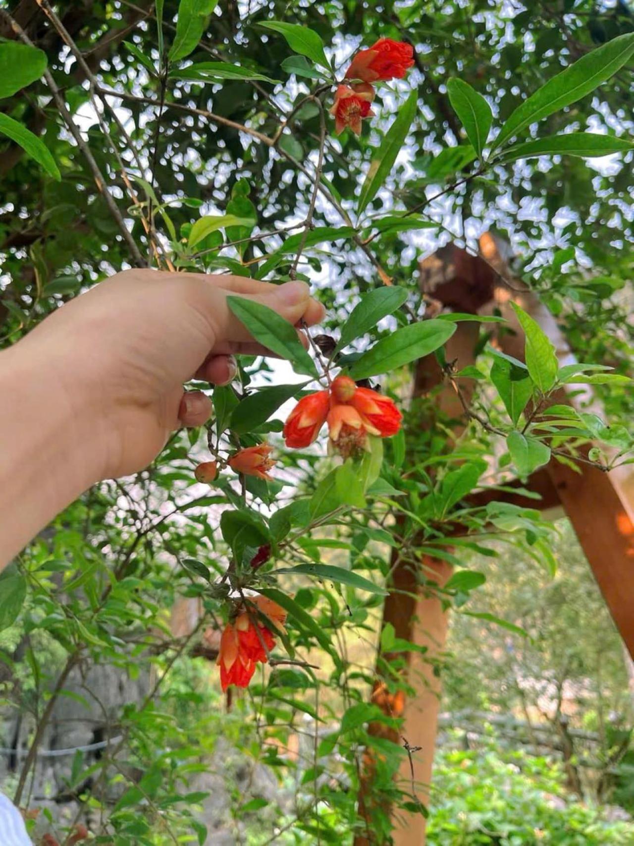 Trang An Heritage Garden Ninh Bình Exteriör bild